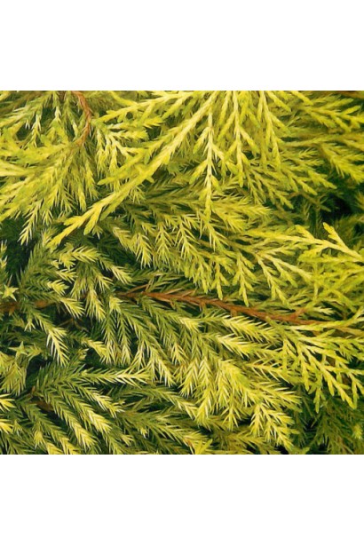 Можжевевельник средний Кинг оф Спринг хвоя